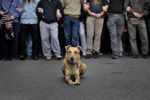 Photographié ici en décembre 2009, Kanellos ne serait en fait que le deuxième du nom. Un premier chien manifestant, Kanellos I, qui aurait eu ses habitudes sur le campus de la fac, serait mort en 2008 après une paralysie des pattes arrières (AFP/ARIS MESSINIS). – Cliquez pour voir la photo suivante