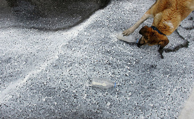 (6 april 2010)Got milk?.The greek farmers infront of the parliament, spilled milk on the street. They protest over the highway robbery by the big dairy multinational companies who are buying the farmers’ milk for nothing and are selling it to the people at very high prices..Rebel dog is on the side of the farmers. In the meanwhile he is testing the milk and finds it quite delicious